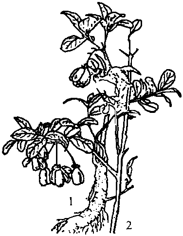 金丝杜仲植物名实图考